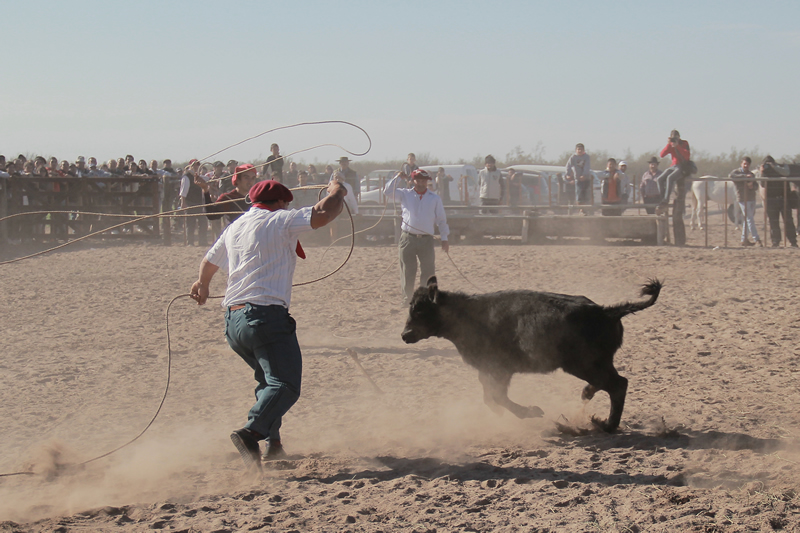 dia de campo 7