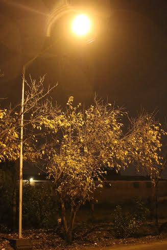 alvear luminarias 2