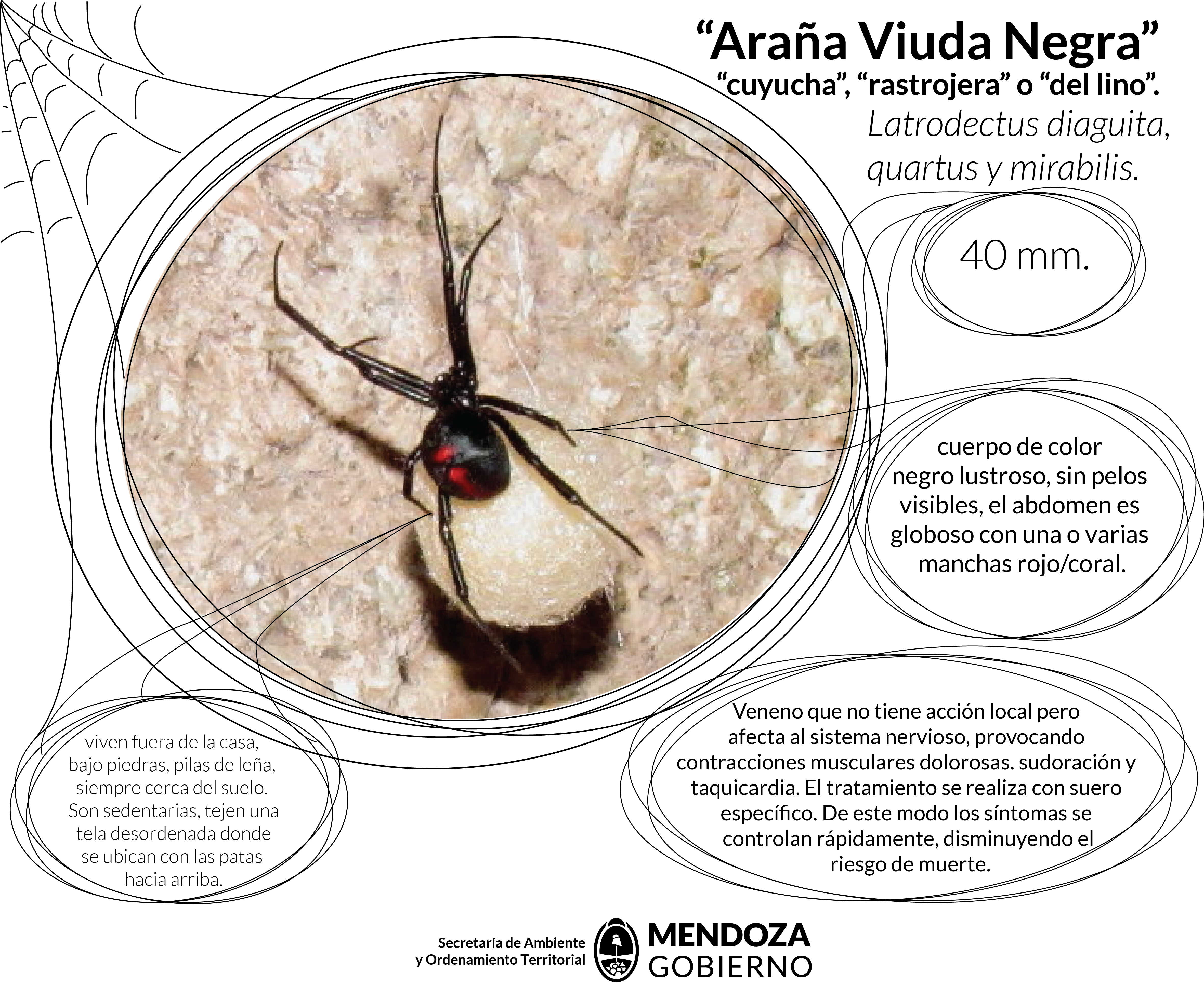 afiche-arana-2-01